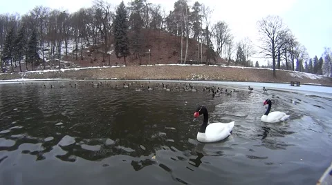 Feeding swans with bread on lake with ducks on background.mp4 Stock Footage 50437742