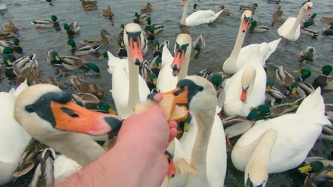 Feeding Swans with Bread in River at Mainly Cloudy Day Stock Footage 253570063