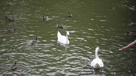 Feeding the swans Stock Footage 11490281