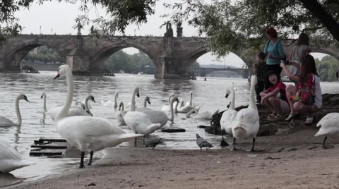 Feeding  the swans Stock Footage 41002000