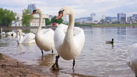 Feeding swans in a pond. Strong wind develops hair Stockbeeldmateriaal 155235371