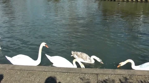 Feeding swans on the River Thames at Windsor 動画素材 91698730