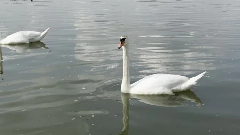Feeding Swans on River, Wildlife Interaction During Relaxing Fishing Trip 스톡 동영상 334132986