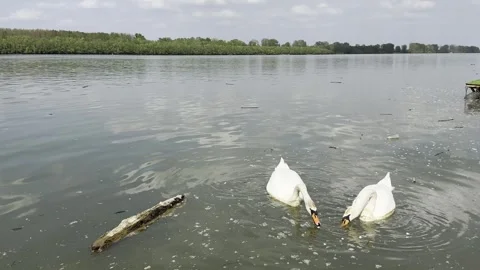 Feeding Swans on River, Wildlife Interaction During Relaxing Fishing Trip Stock Footage 334133559