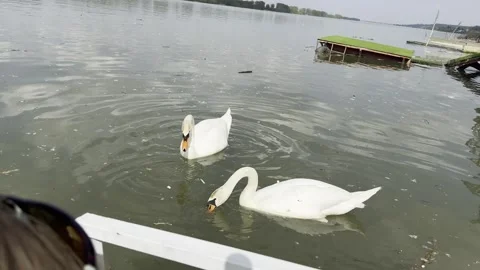 Feeding Swans on River, Wildlife Interaction During Relaxing Fishing Trip 스톡 동영상 334133589