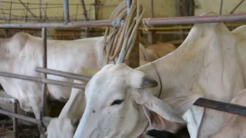 Feeding  thai cow Stock Footage 85415823