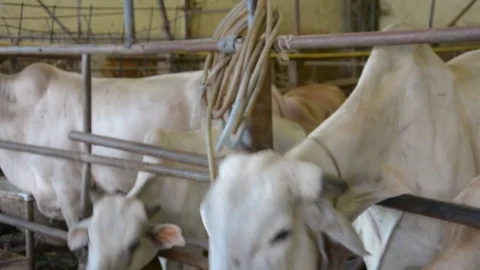 Feeding  thai cow Stock Footage 85428902