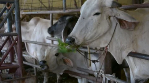 Feeding  thai cow Vídeos de archivo 85429009