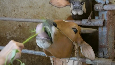 Feeding  thai cow Stock Footage 85429258