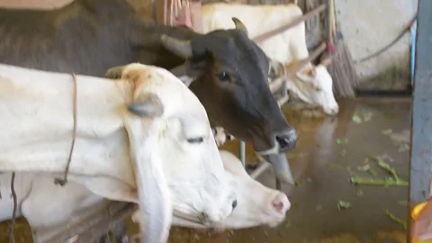 Feeding  thai cow Stock Footage 85431494