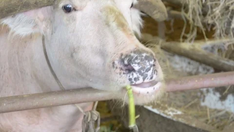 Feeding  thai white buffalo Video stock 85415366