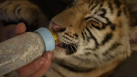 Feeding tiger cub, 75 days old Stock Footage 96866527