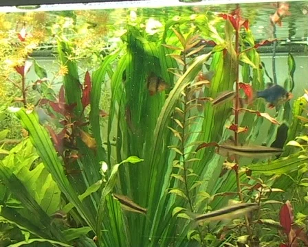 Feeding time in the aquarium Stock Footage 418889