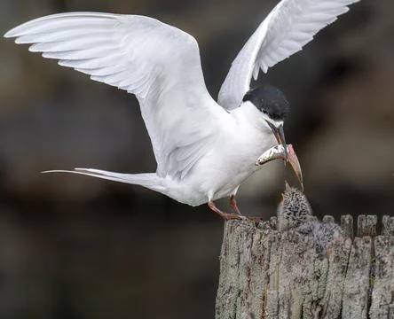 Feeding time for a Black headed tern chick Stock Photos