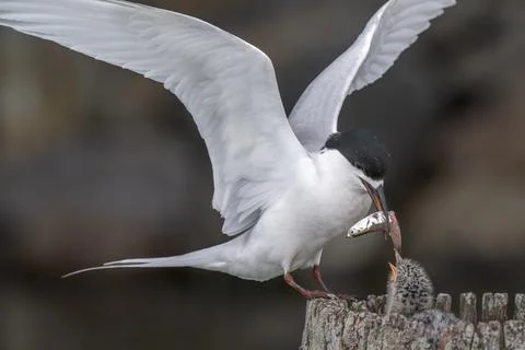 Feeding time for a Black headed tern chick Stock Photos