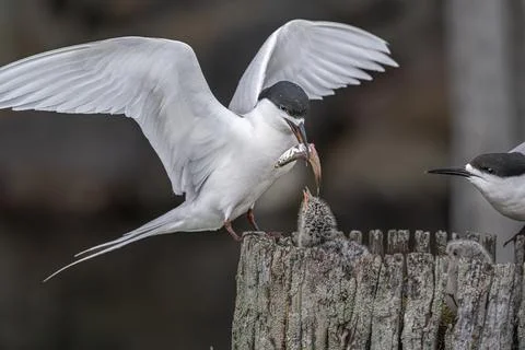 Feeding time for a Black headed tern chick Stock Photos