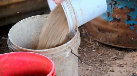 Feeding time for ducks with corn Stock Footage 35791517