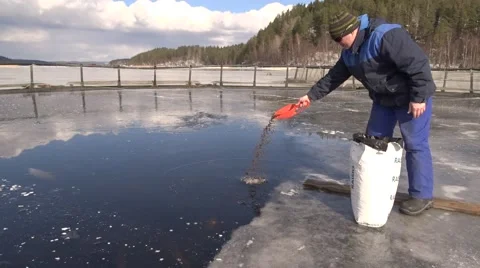 Feeding time on the fish farm. It's not the usual way to feed the fish. Video stock 61458038