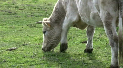 Feeding time Stock Footage 291488
