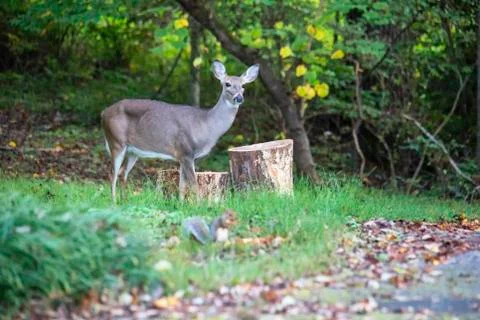 Feeding Time for Forest Animals Stock Photos