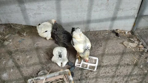Feeding time for four chickens Stock Footage 260202563