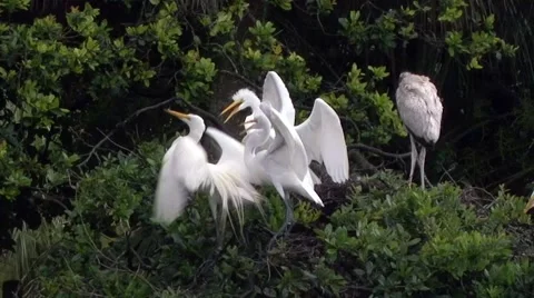Feeding time in Great Egret nesting colony 動画素材 48371530