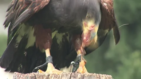 Feeding Time: A Hawk Interacting with Chicks Vidéo 330976788