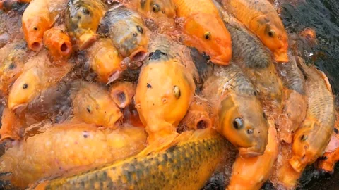 Feeding time for a large number of Koi carp in a private pond. Fish compete in Stock Footage 216701064