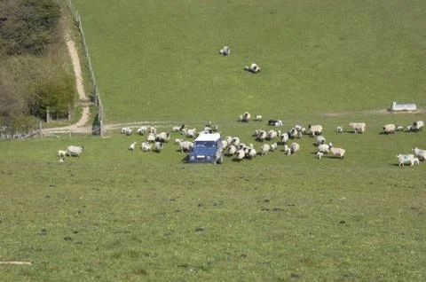 Feeding Time Stock Photos