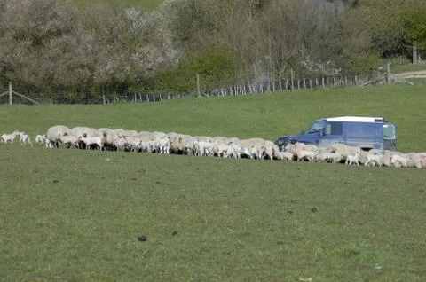 Feeding Time Stock Photos
