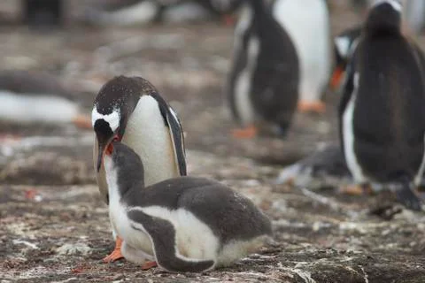 Feeding Time Stock Photos
