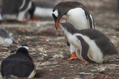 Feeding Time Stock Photos