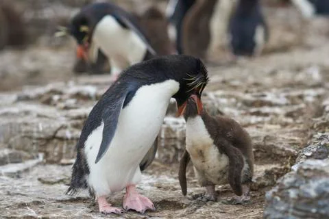 Feeding Time Foto stock