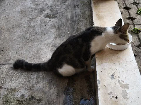 Feeding time 库存照片