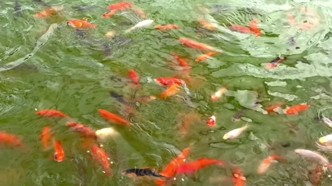 Feeding time for a school of stunning orange Koi carp in a garden pond. Stock Footage 320266440