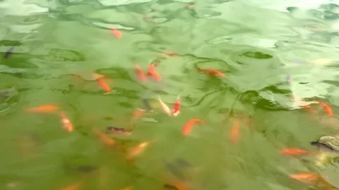 Feeding time for a school of stunning orange Koi carp in a garden pond. Stock Footage 320266444