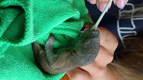 Feeding a tiny baby squirel that lost its parrents Stock Footage 260694399