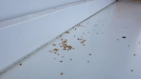 Feeding tit on window sill in winter time Stock Footage 123778407