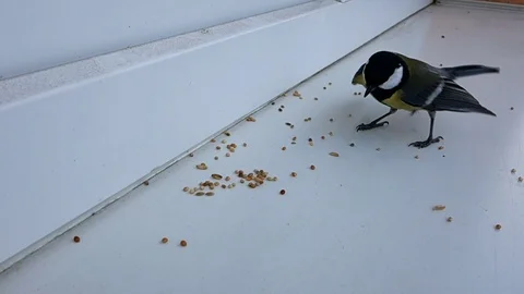 Feeding tit on window sill in winter time Stock Footage 123872535