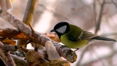 Feeding tits in a feeder in winter Video stock 146368324