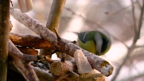 Feeding tits in a feeder in winter Video stock 146368331
