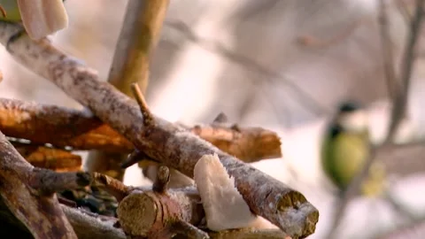 Feeding tits in a feeder in winter Stock Footage 146368429