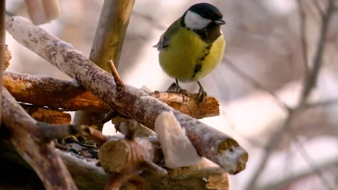 Feeding tits in a feeder in winter Video stock 146368442
