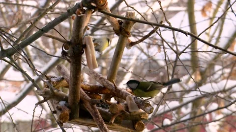 Feeding tits in a feeder in winter Stockbeeldmateriaal 146368614