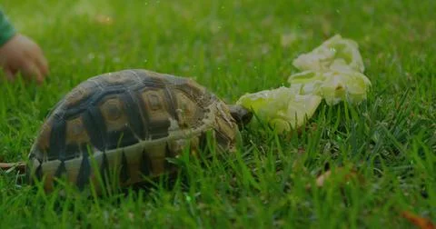 Feeding tortoise with brown tan shell, head reaching for lettuce on dewy grass, Stock Photos