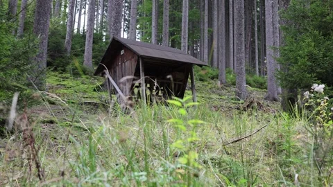 Feeding trough for big wild animals in the forest Stock Footage 287932644