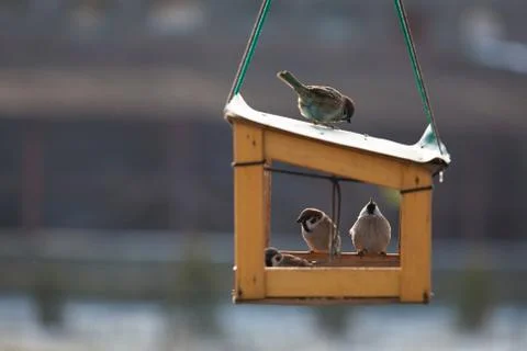 Feeding trough Stock Photos