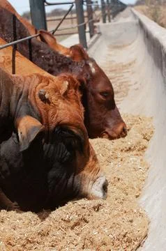 Feeding trough Foto stock