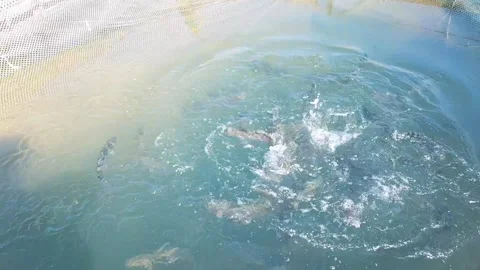 Feeding trout fish in a pond Stock Footage 198290789