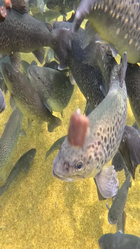 Feeding trout in the fish pond, slow motion Stock Footage 342795559